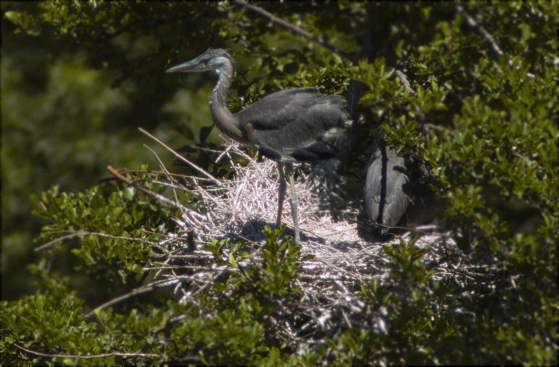 Joves de Bernat pescaire (Ardea cinerea) al niu