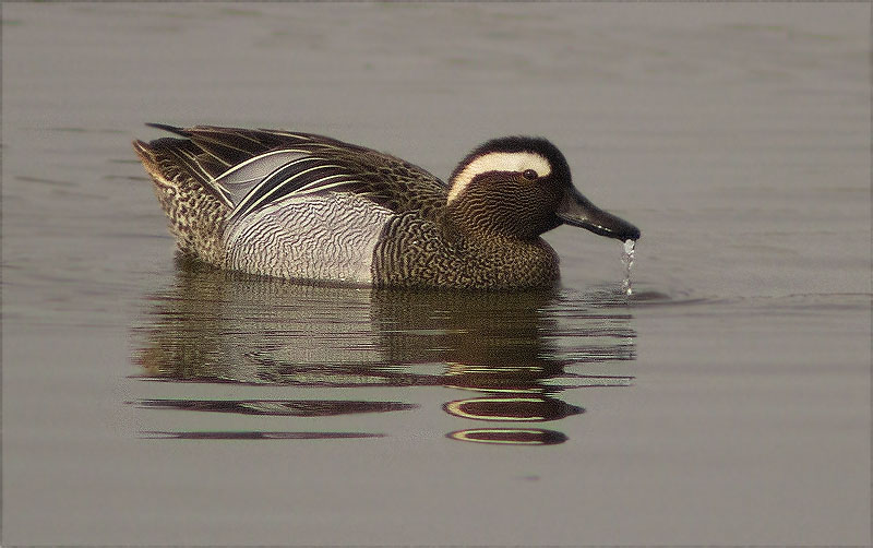 Mascle de Xarrasclet (Anas querquedula)