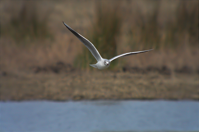 Gavina vulgar ( Larus ridibundus)