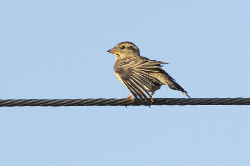 Gorrion chillon  (Pètronia petronia)