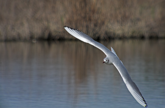 Gavina vulgar ( Larus ridibundus)