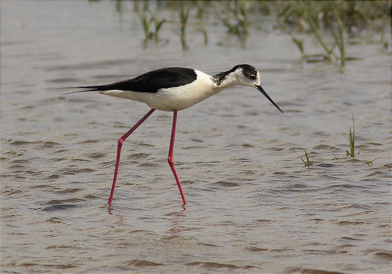 Cames llargues (Himantopus himantopus)