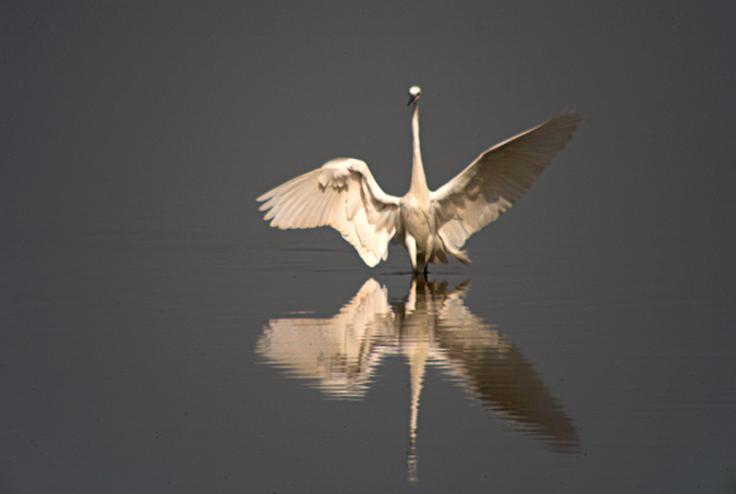 Martinet blanc ( Egretta garzetta)