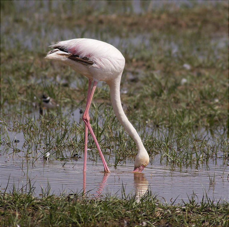 Flamenc (Phoenicopterus ruber)
