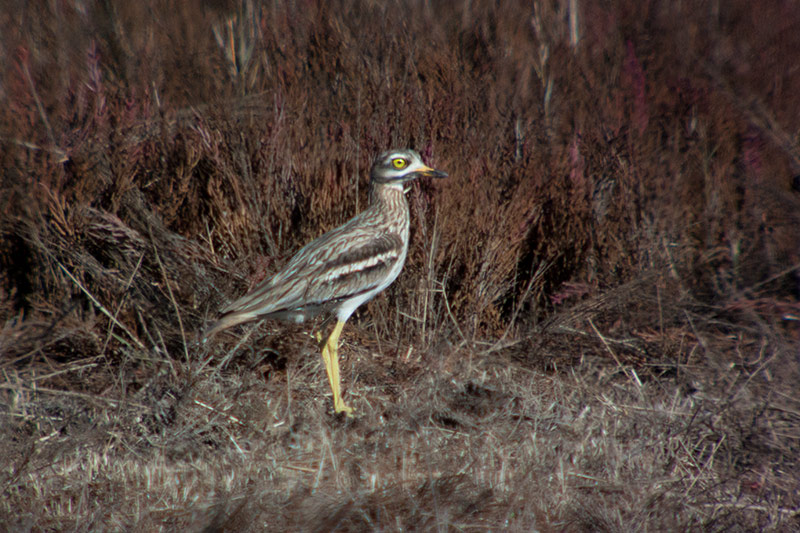 Torlit (Burhinus oedicnemus)