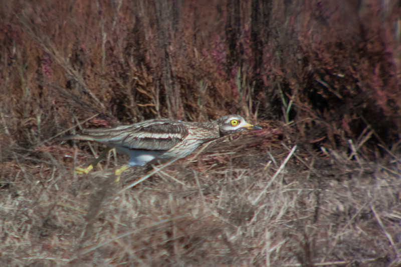 Torlit (Burhinus oedicnemus)