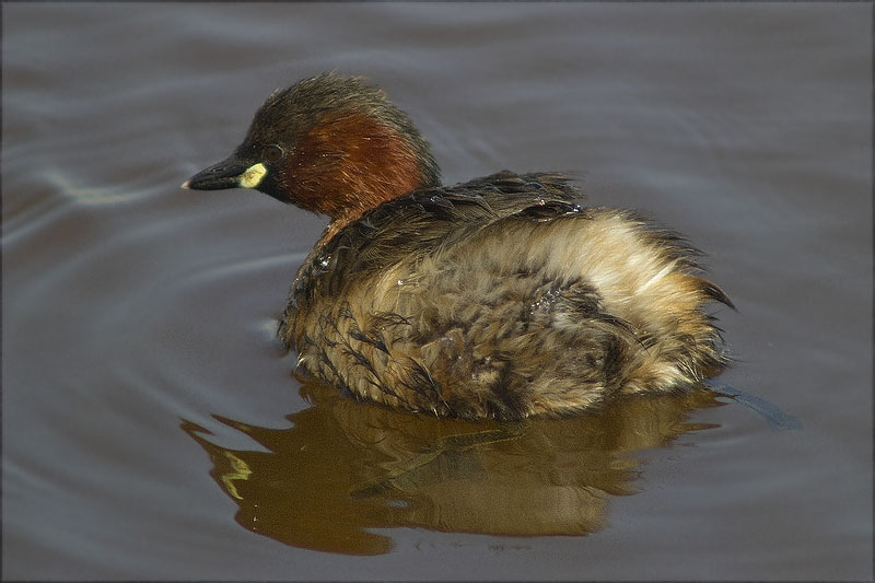 Cabusset (Tachybaptus ruficollis)