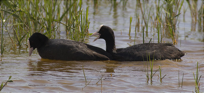Còpula de Fotja (Fulica atra) 2/3