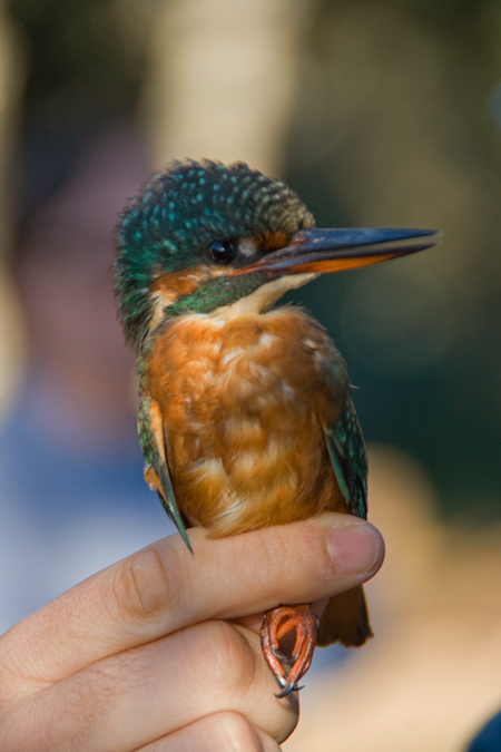 Blauet (Alcedo athis) 3de3