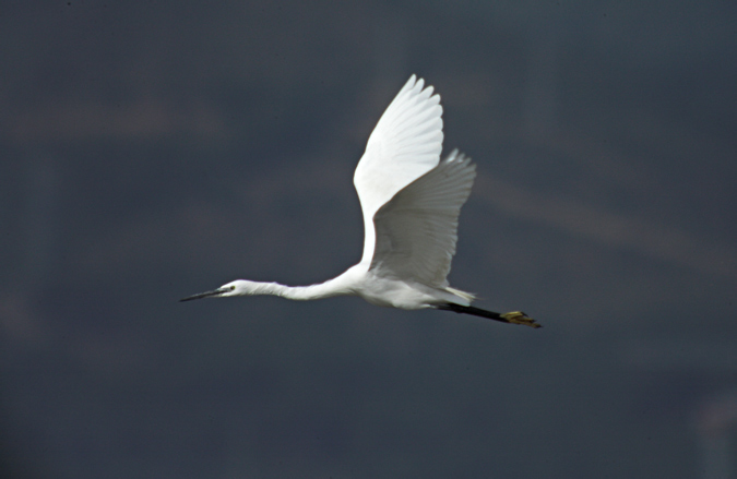 Martinet blanc ( Egretta garzetta)