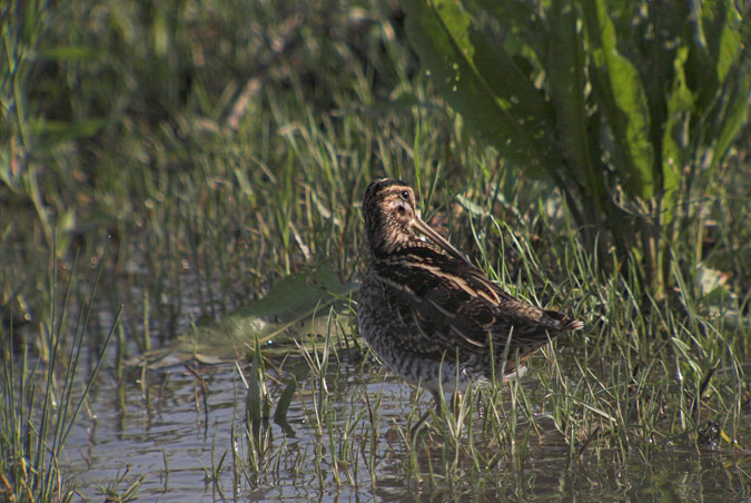 Becadell comú (Gallinago gallinago)