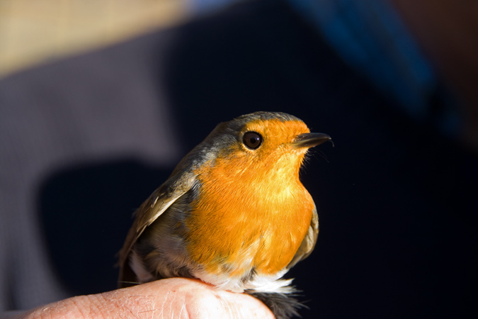 Pit- Roig ( Erithacus rubecula )