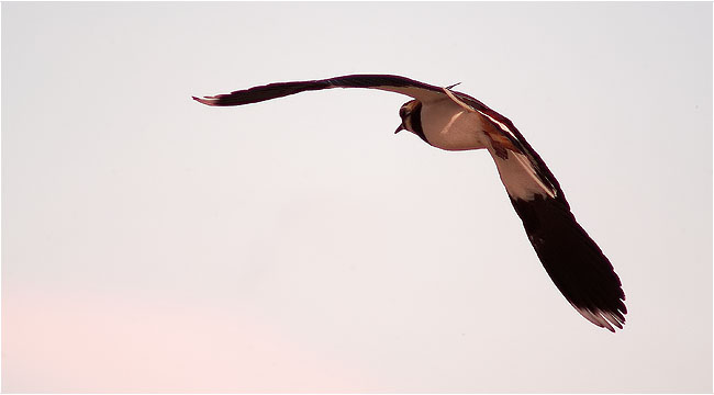 Fredeluga (Vanellus vanellus)