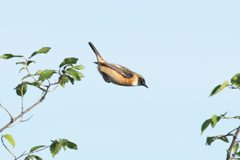 Tarabilla común (Saxicola torquata)