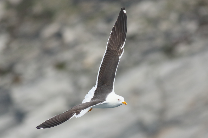 Gaviota sombria  (Larus fuscus)