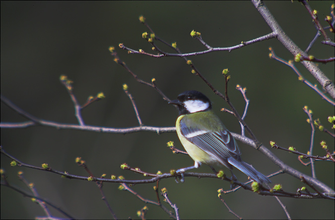 Mallerenga carbonera (Parus major)