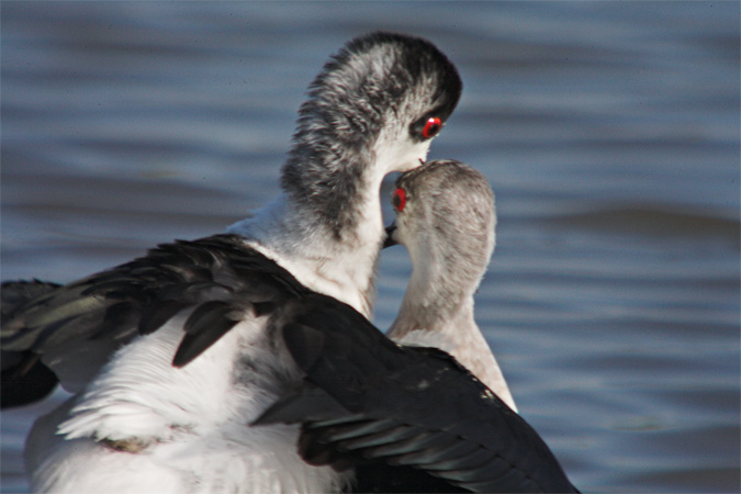 Cames llargues (Himantopus himantopus)