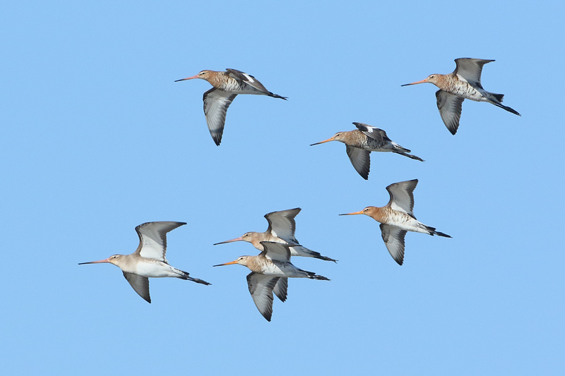 Aguja colinegra (Limosa limosa)