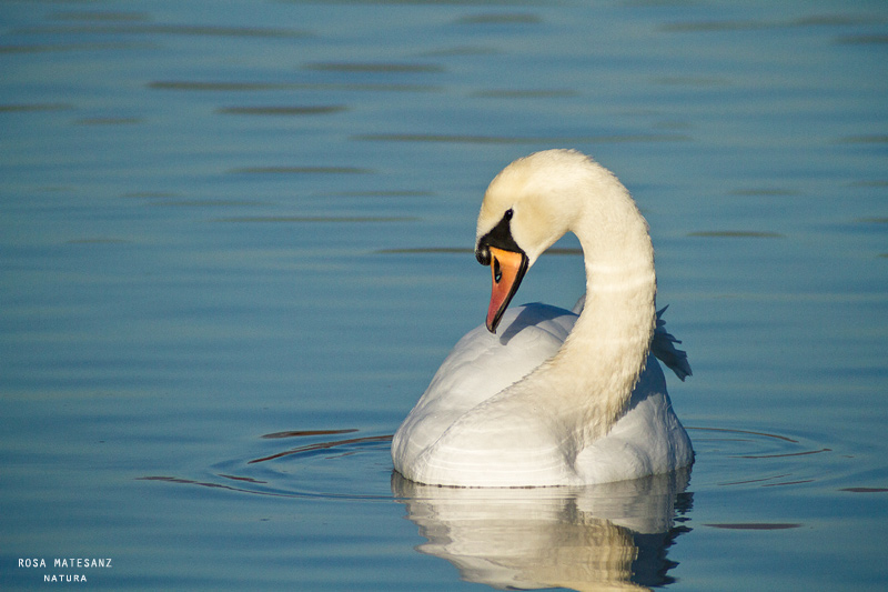 Cigne mut (Cygnus olor)