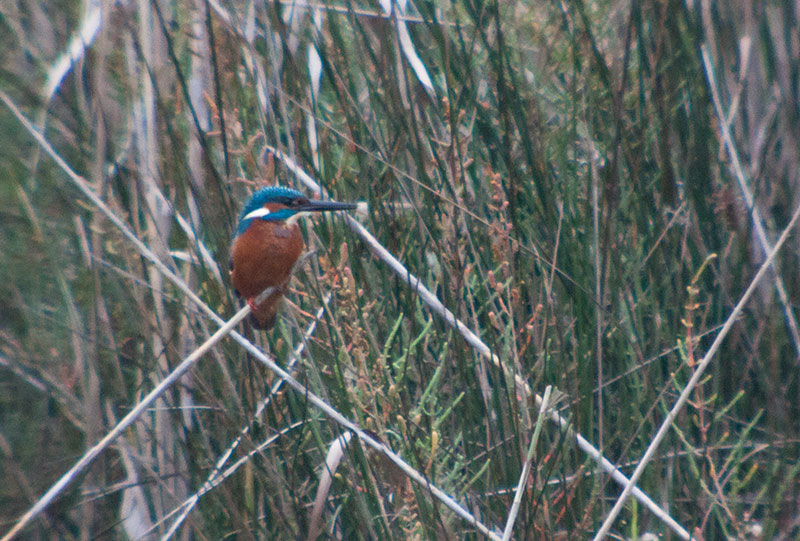 Blauet (Alcedo atthis)