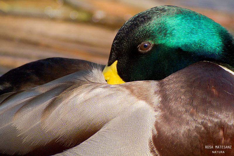 Ànec collverd (Anas Platyrhinchos)