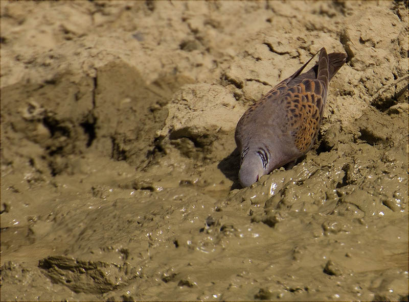 Tórtora europea (Streptopelia turtur)