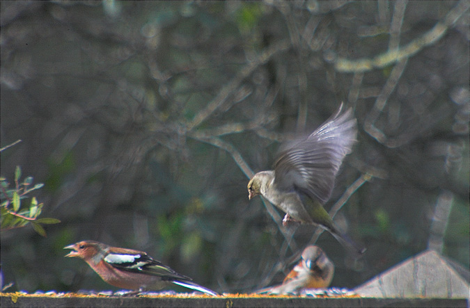 Pinsà comú (Fringilla coelebs)