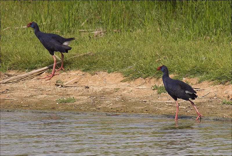 Polla blava (Porphyrio porphyrio)