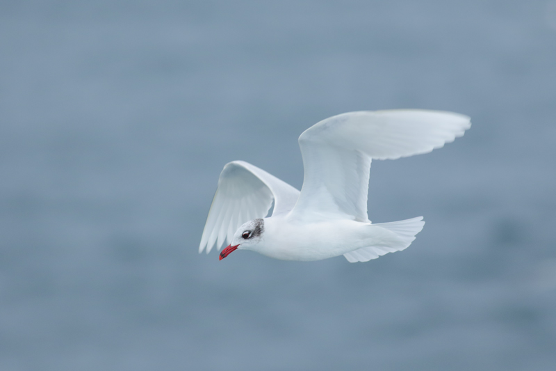 Gaviota cabecinegra