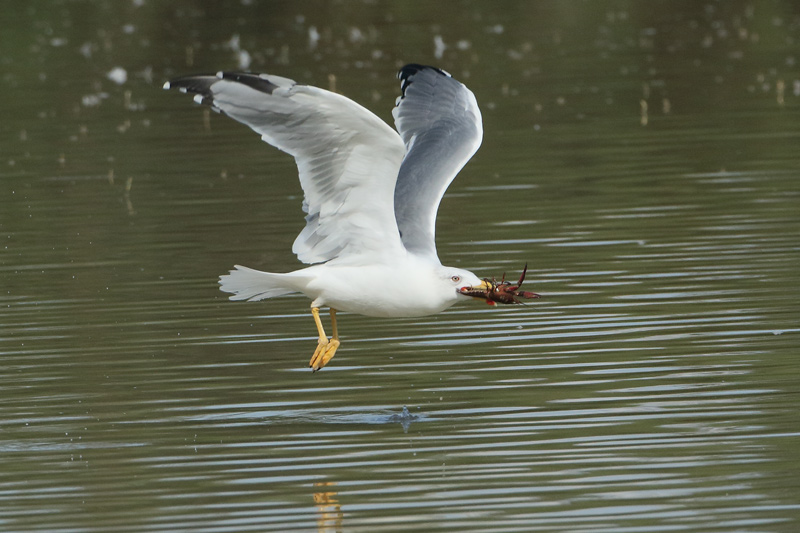 Gaviota patiamarilla