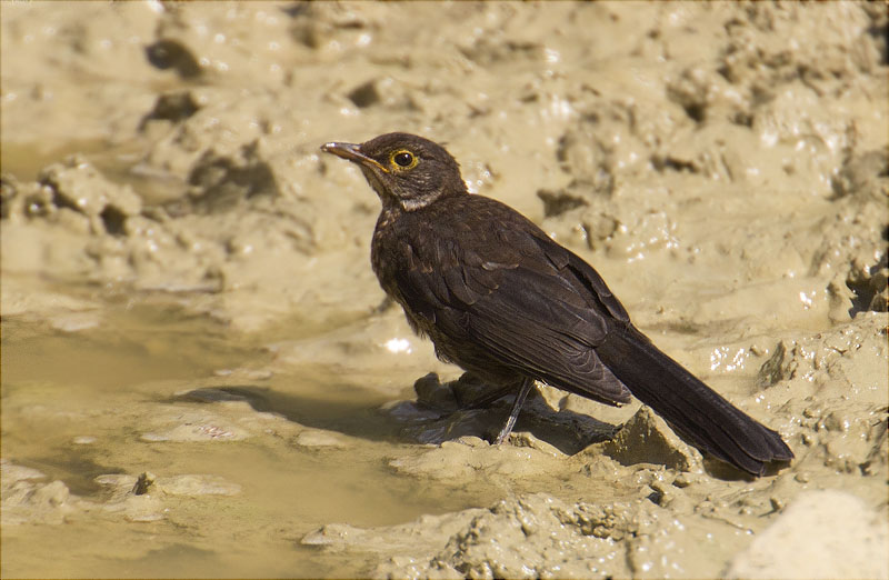 Merla (Turdus merula)