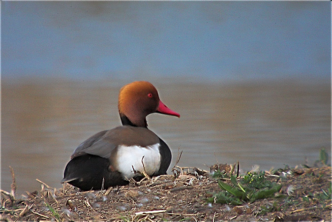 Xibec (Netta rufina)