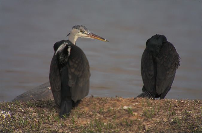 Bernat pescaire (Ardea cinerea)