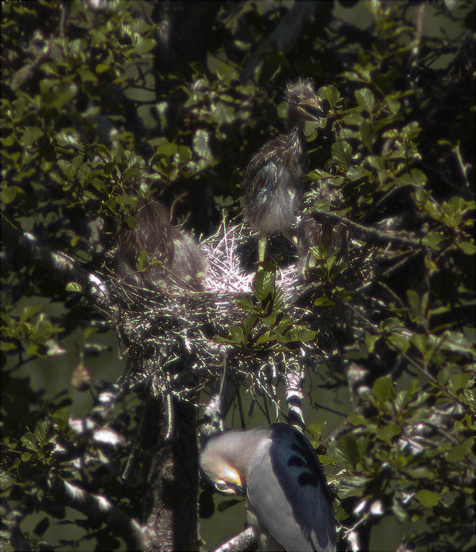 Joves de Martinet de nit (Nycticorax nycticorax) al niu