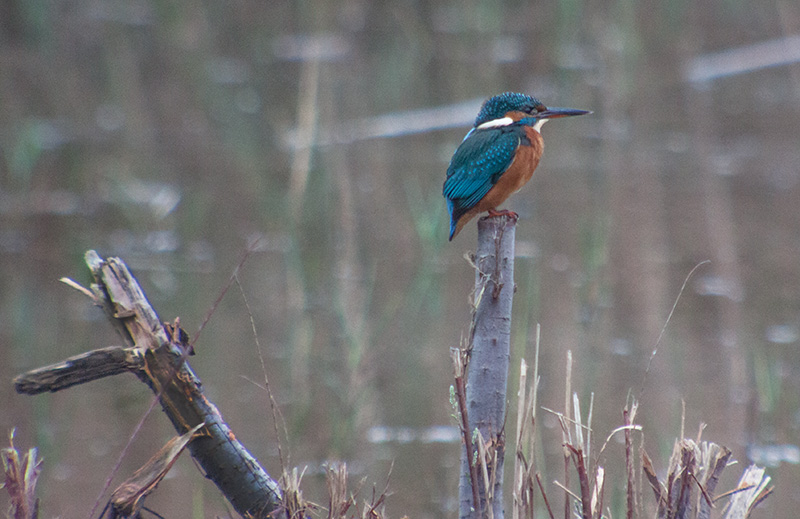 Blauet (Alcedo atthis)