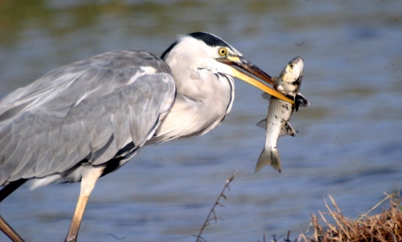 Bernat Pescaire (Ardea cinerea)