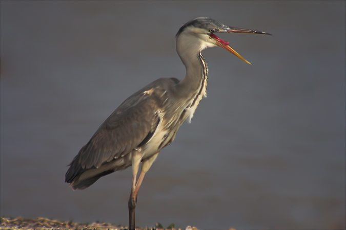 Bernat pescaire (Ardea cinerea)