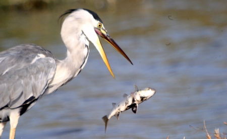 Bernat Pescaire (Ardea cinerea)