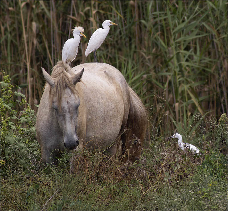 Esplugabous (Bubulcus ibis)