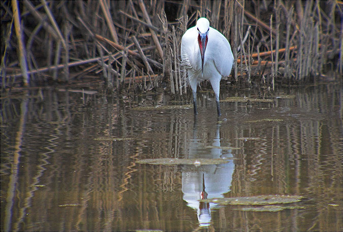 Martinet blanc ( Egretta garzetta)