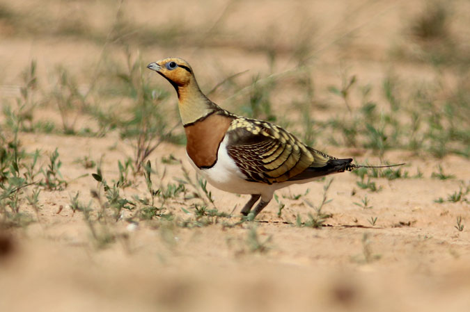 Ganga. Pterocles alchata