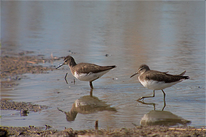 Xivitona (Actitis hypoleucos)