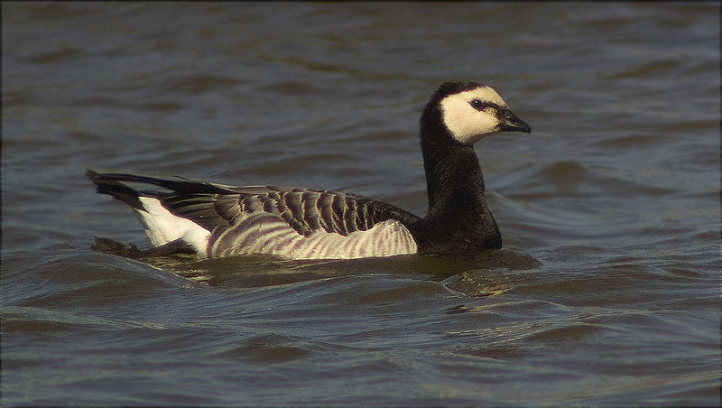 Oca de galta blanca (Branta leucopsis)