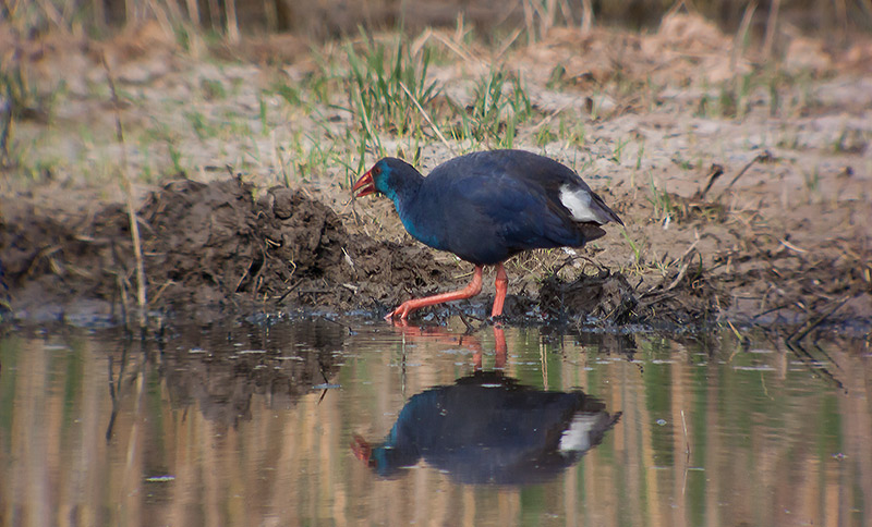 Polla blava (Porphyrio porphyrio)