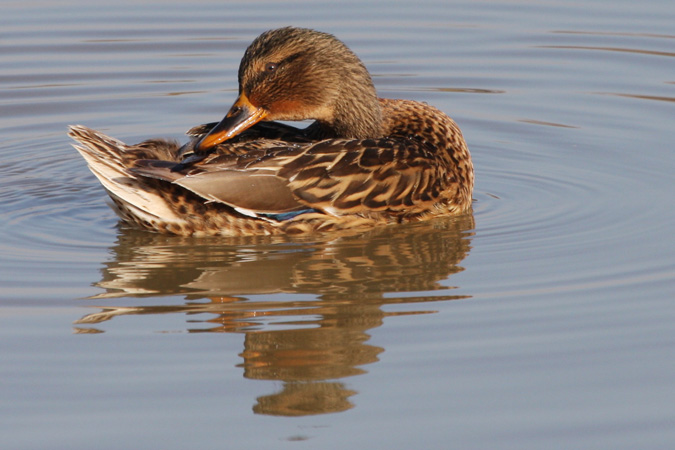 Presumida (Anas platyrhynchos)