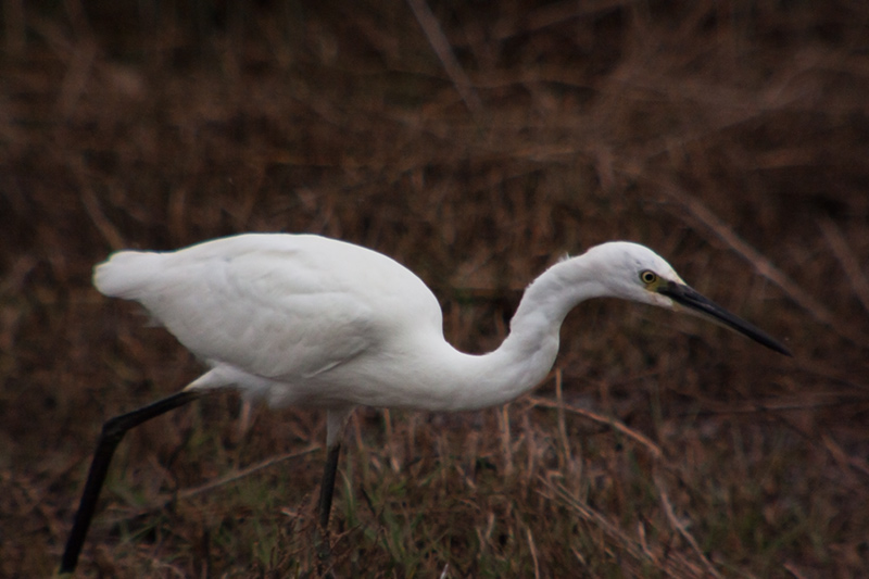 Martinet blanc (Egretta garzetta)