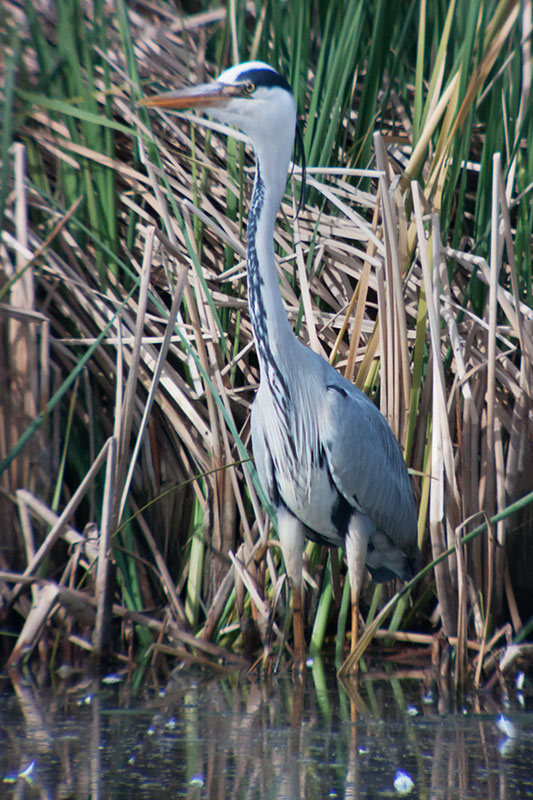 Bernat pescaire (Ardea cinerea)