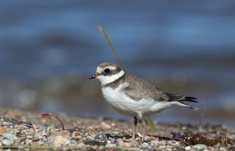 Corriol gros (Charadrius hiaticula)