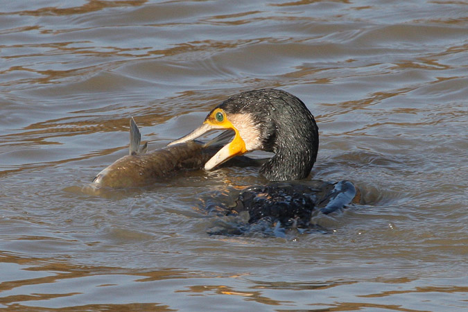 Corb Marí (Phalacrocorax Carbo)