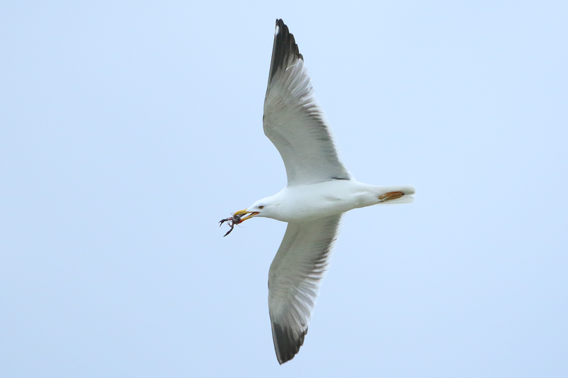 Gaviota patiamarilla